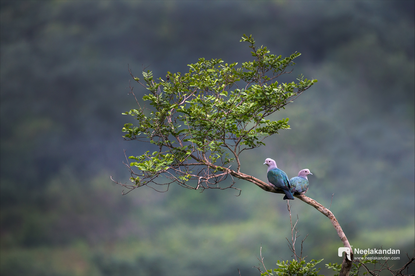 Wildlife bird photography — Western Ghats