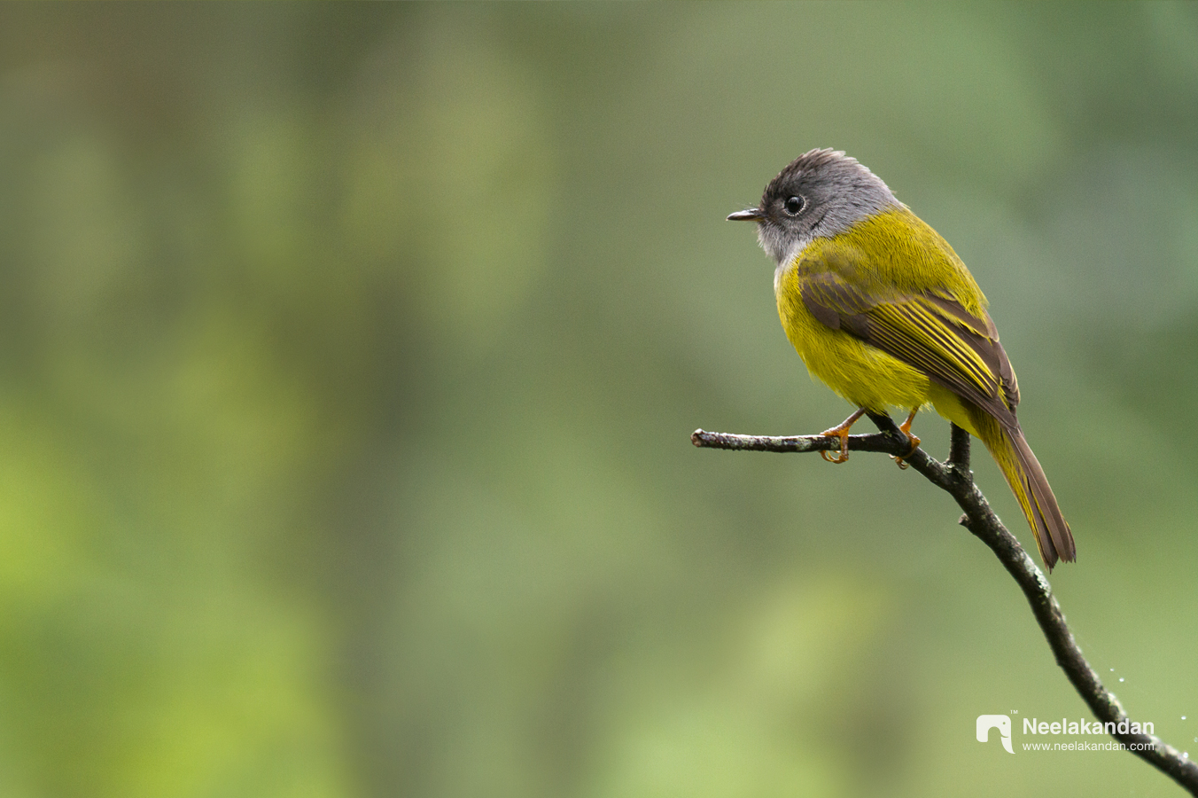 Wildlife bird photography