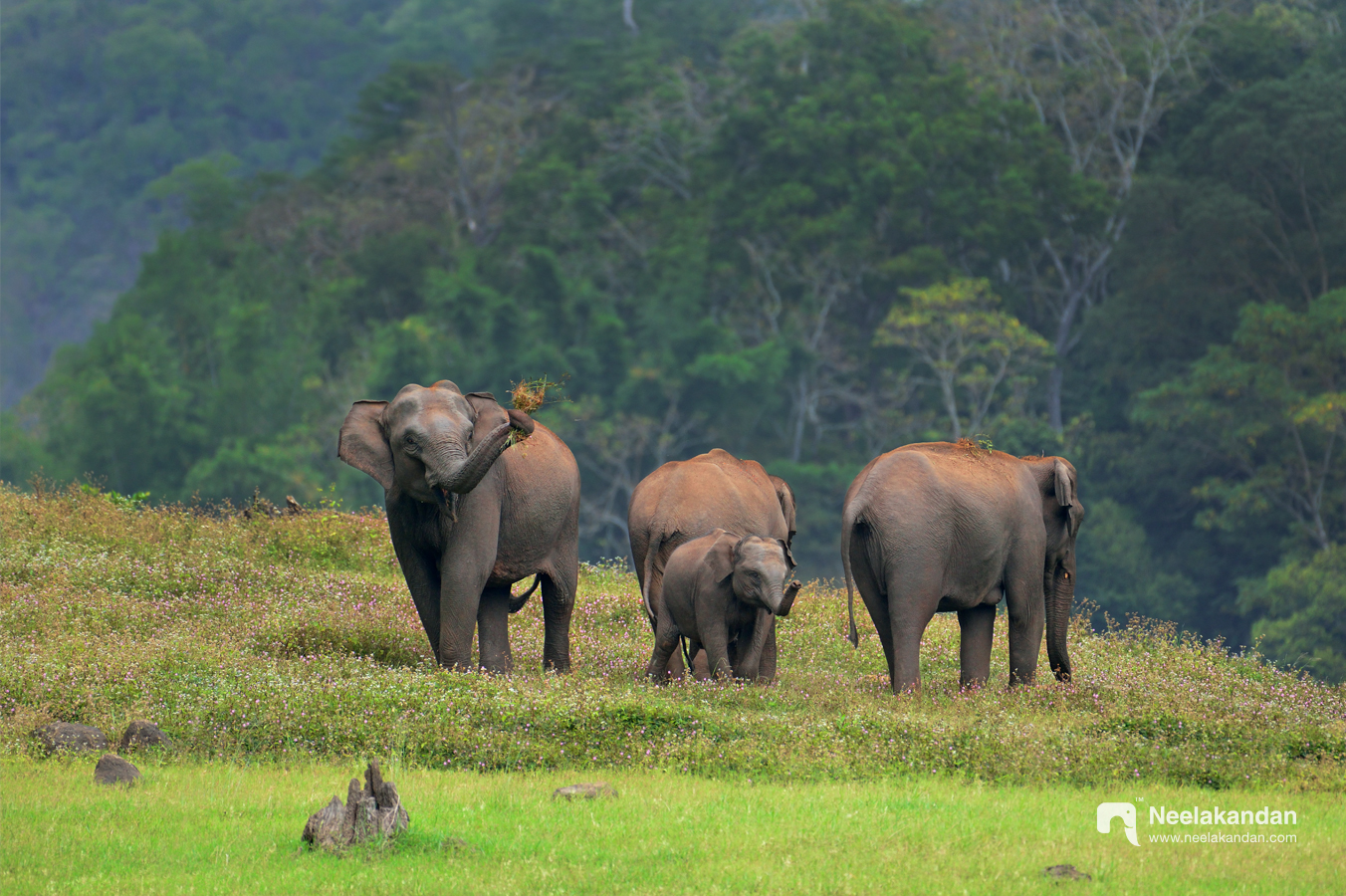 Wildlife mammal photography — Himalayas