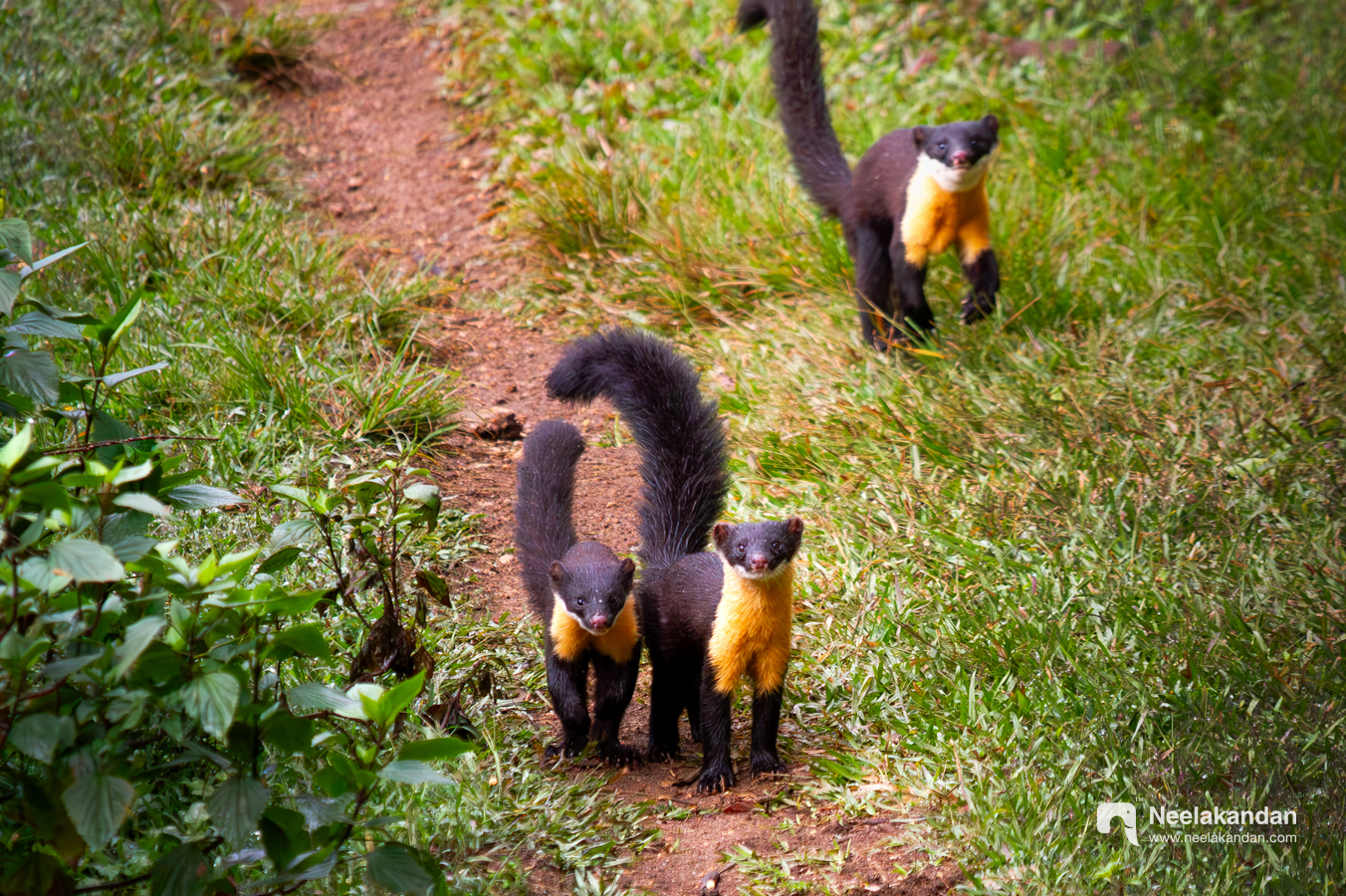 Wildlife mammal photography